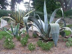 130 Ile de Batz Jardin Georges Delaselle_000049